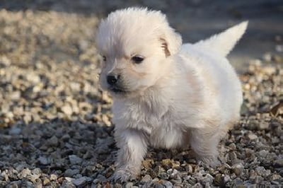 Les chiots de Golden Retriever