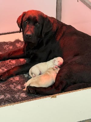 Les chiots de Labrador Retriever