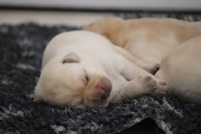 Les chiots de Labrador Retriever