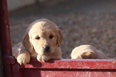 Les chiots de Golden Retriever
