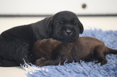 Les chiots de Labrador Retriever