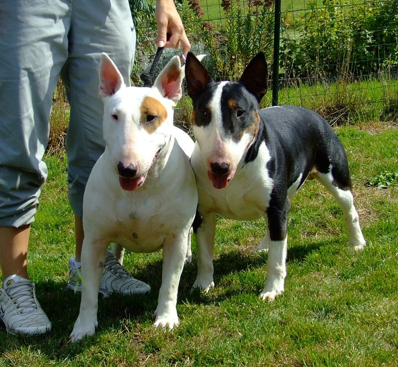 Publication : White Genesis Auteur : Sarah Stringhetta