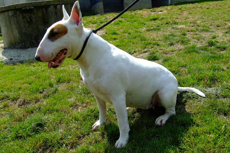 Publication : White Genesis Auteur : Sarah Stringhetta