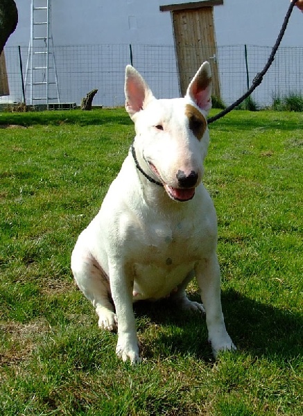 Publication : White Genesis Auteur : Sarah Stringhetta