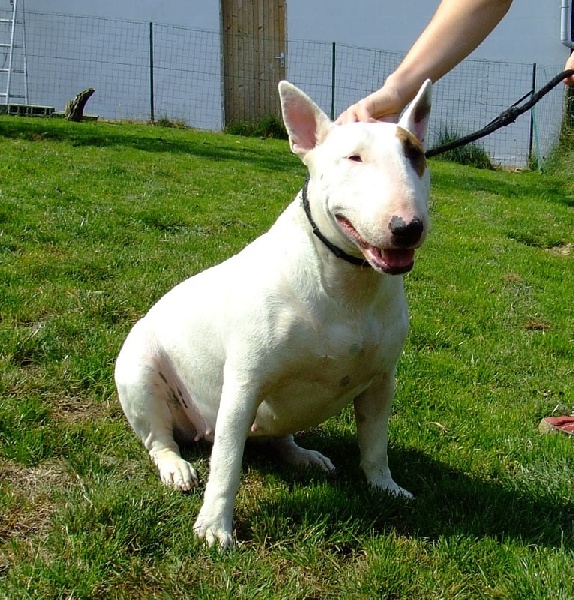 Publication : White Genesis Auteur : Sarah Stringhetta