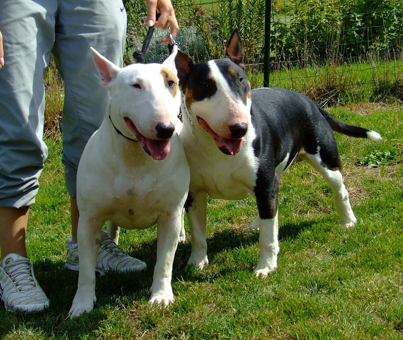 Publication : White Genesis Auteur : Sarah Stringhetta