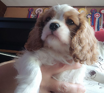 Du Mont Des Crocs Blancs