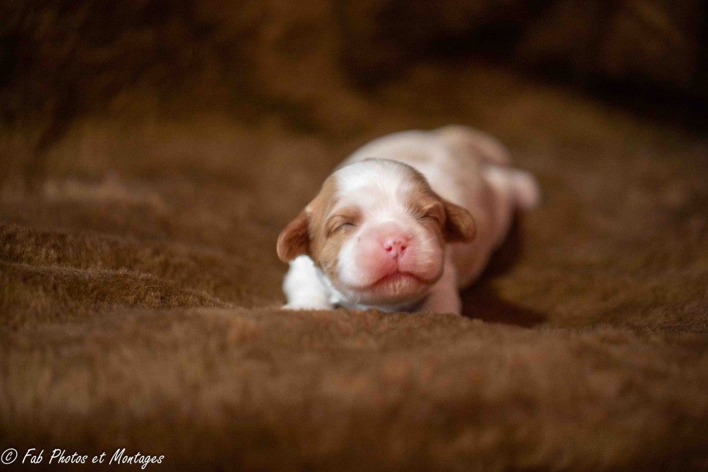 Collier marron - Cavalier King Charles Spaniel