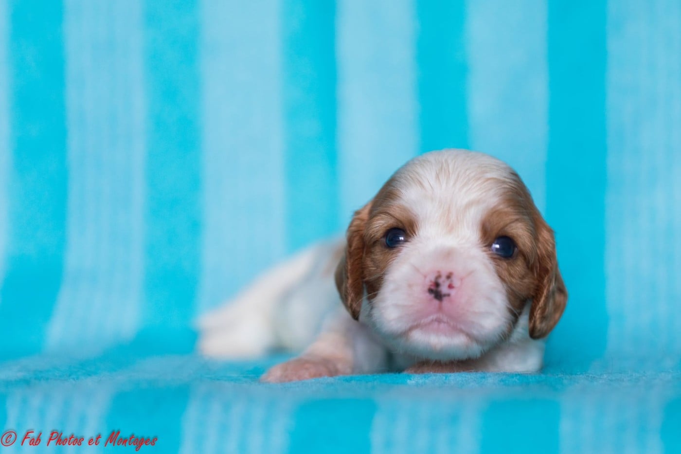 Chiot N°2