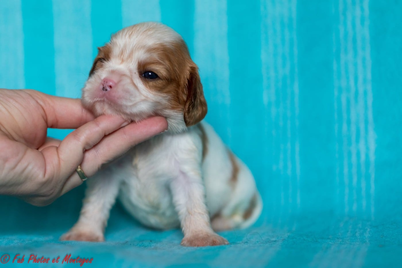 Chiot N°7