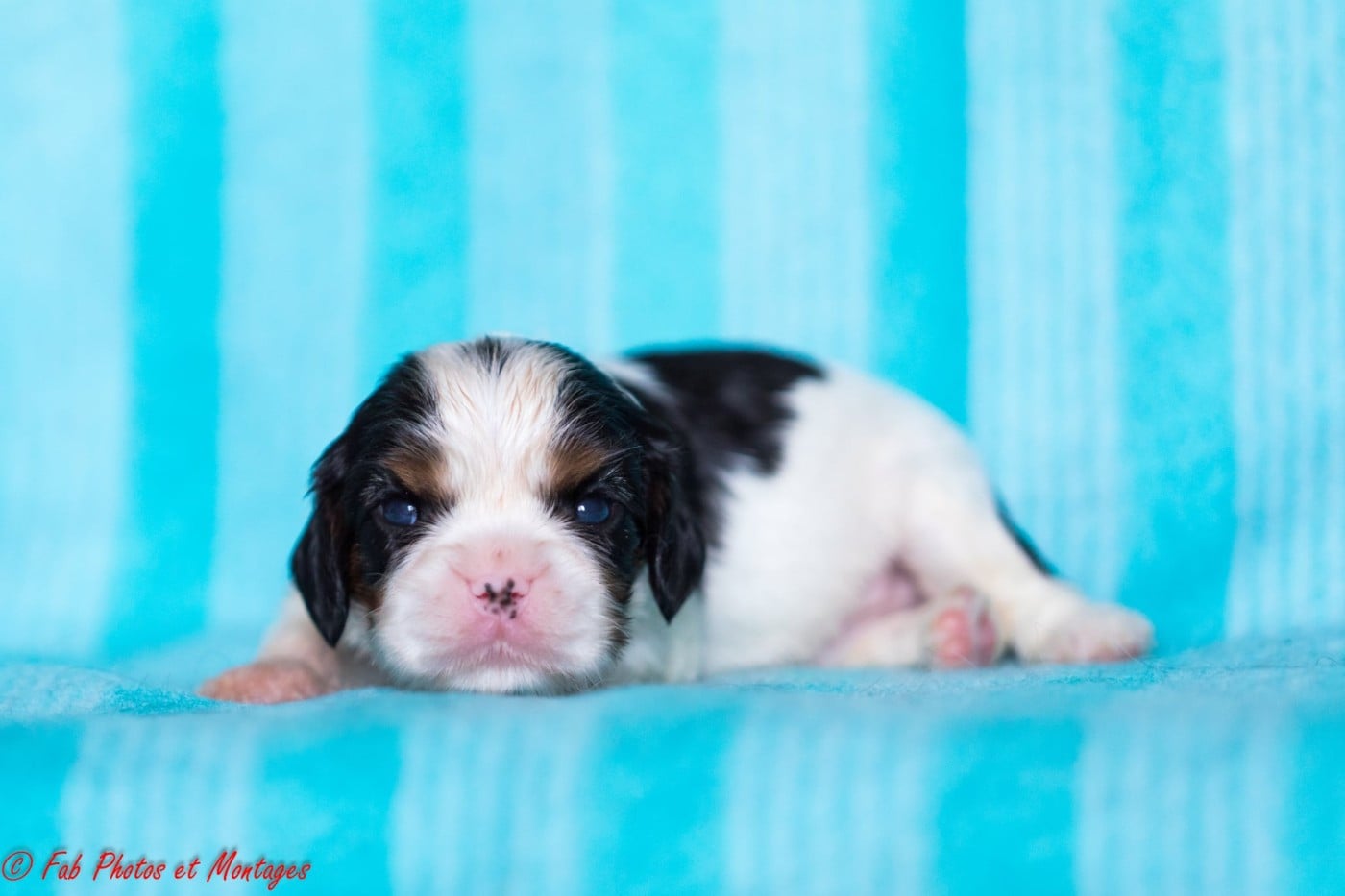 Chiot N°3