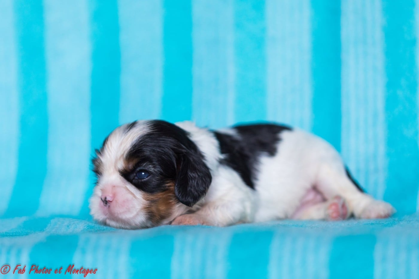Chiot N°3