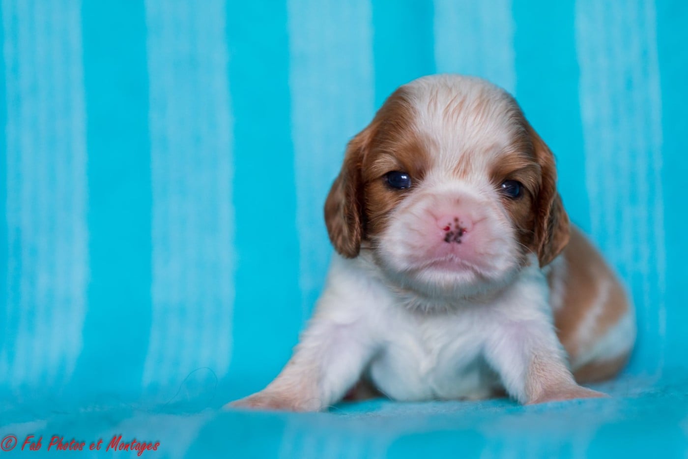 Chiot N°5