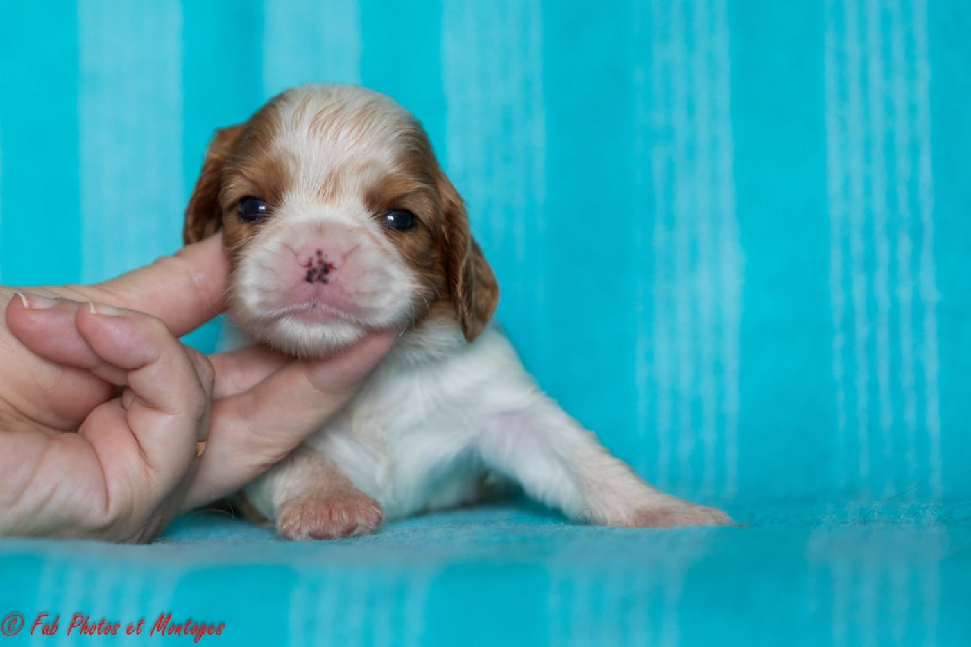 Chiot N°5