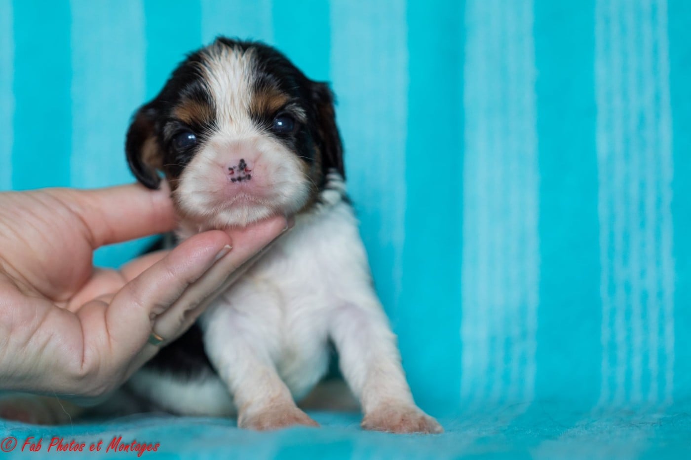 Chiot N°6