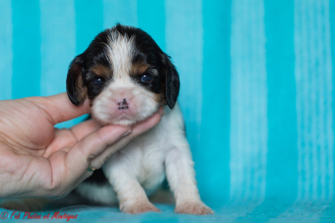 Chiot N°6