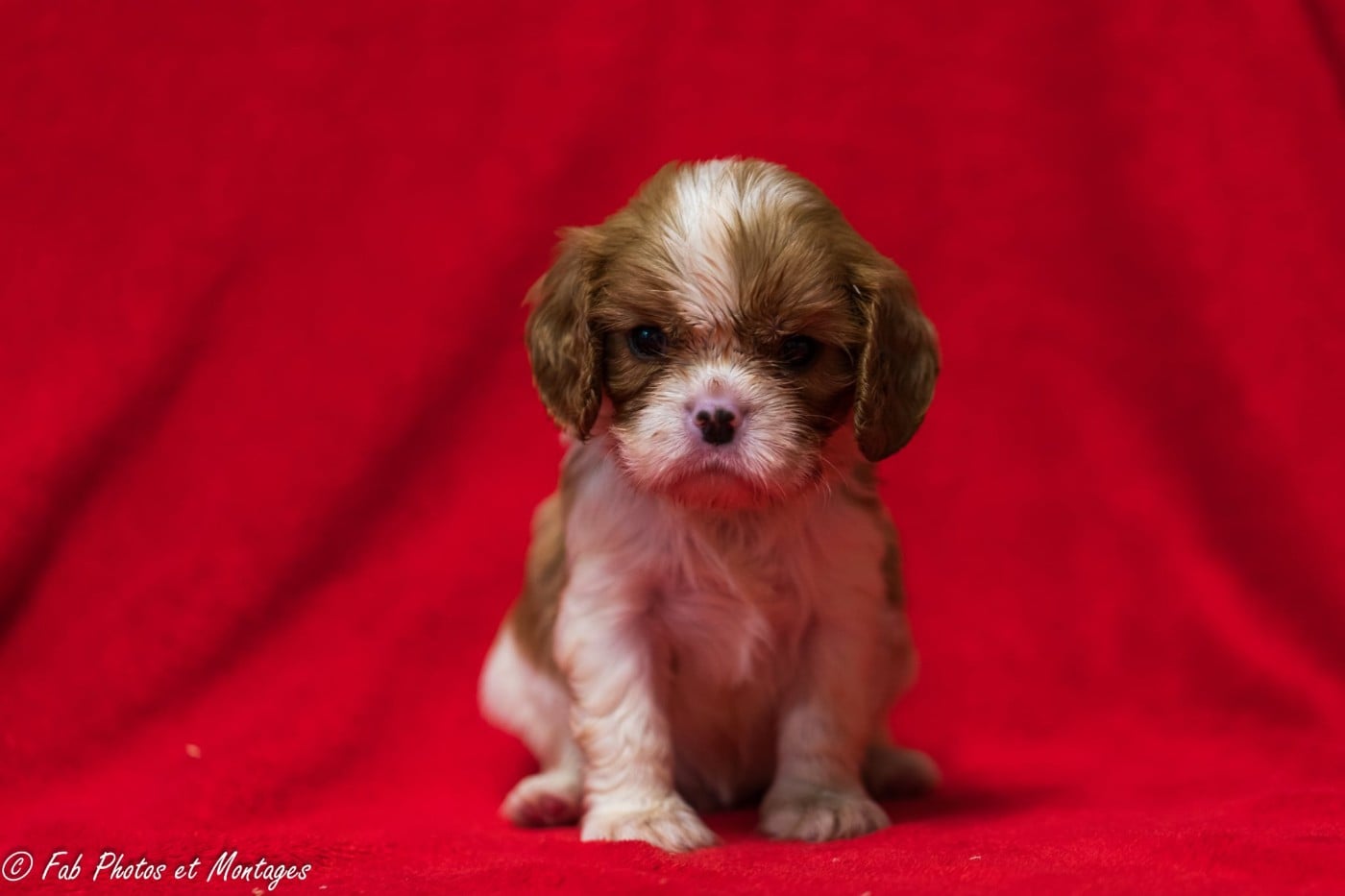 Chiot N°4