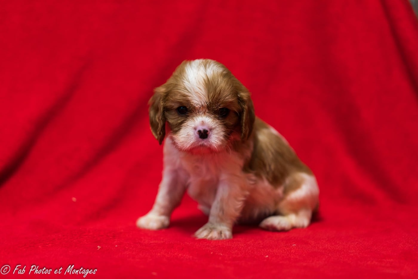 Chiot N°4