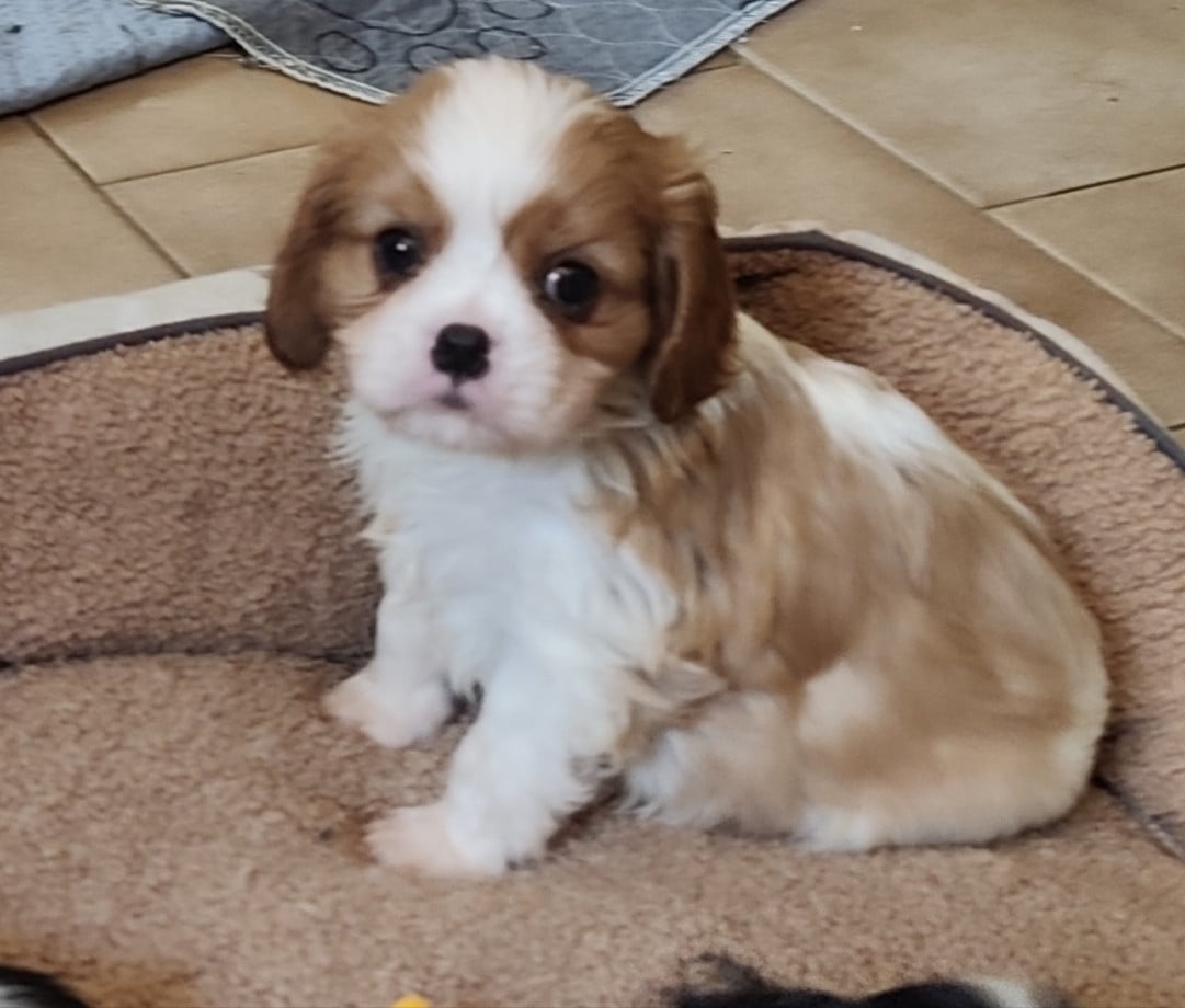 Chiot N°1