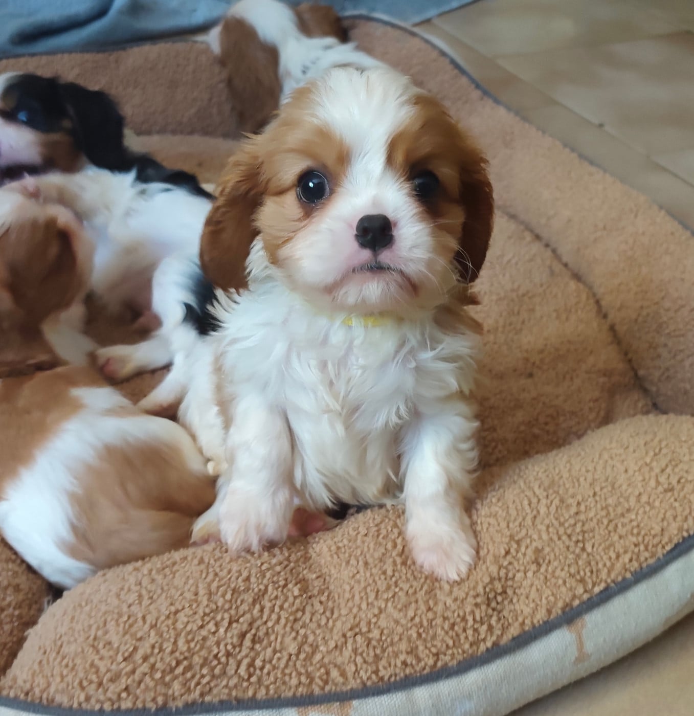 Chiot N°1