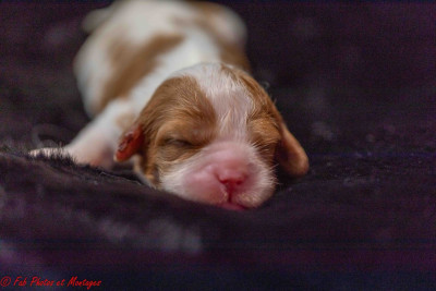 Les chiots de Cavalier King Charles Spaniel