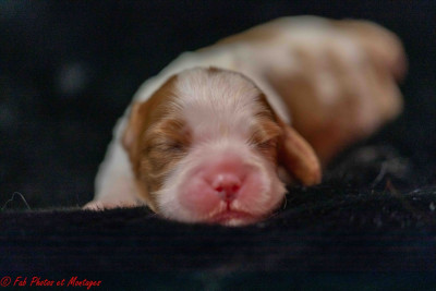 Les chiots de Cavalier King Charles Spaniel