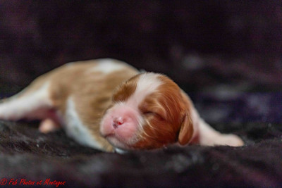 Les chiots de Cavalier King Charles Spaniel