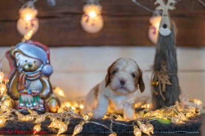 Les chiots de Cavalier King Charles Spaniel