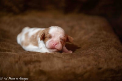 Les chiots de Cavalier King Charles Spaniel