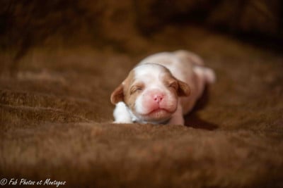 Les chiots de Cavalier King Charles Spaniel