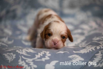 Les chiots de Cavalier King Charles Spaniel