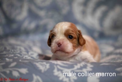 Les chiots de Cavalier King Charles Spaniel