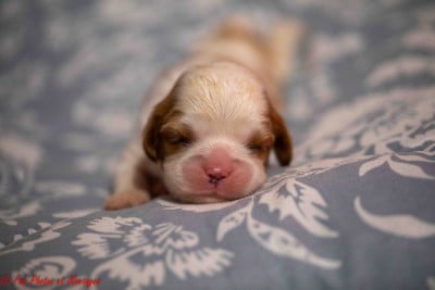 Les chiots de Cavalier King Charles Spaniel
