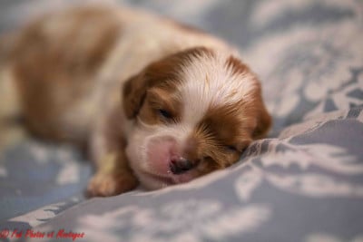 Les chiots de Cavalier King Charles Spaniel