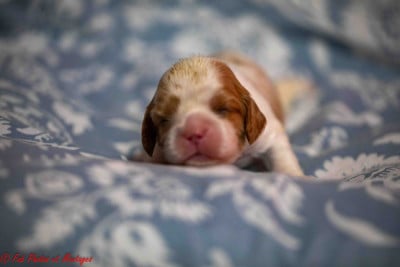 Les chiots de Cavalier King Charles Spaniel