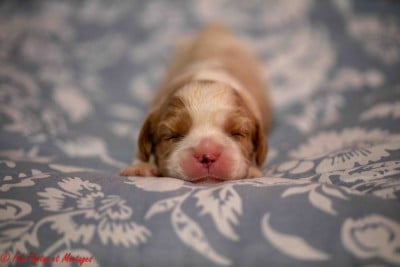 Les chiots de Cavalier King Charles Spaniel