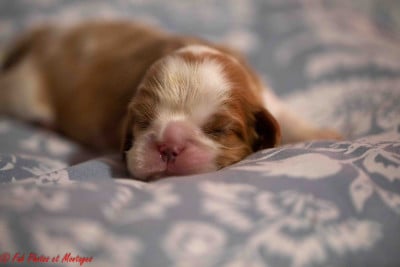 Les chiots de Cavalier King Charles Spaniel
