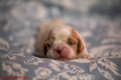 Les chiots de Cavalier King Charles Spaniel