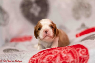 Les chiots de Cavalier King Charles Spaniel