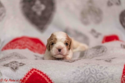 Les chiots de Cavalier King Charles Spaniel