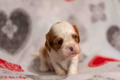 Les chiots de Cavalier King Charles Spaniel