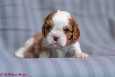 Les chiots de Cavalier King Charles Spaniel