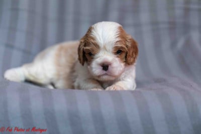 Les chiots de Cavalier King Charles Spaniel