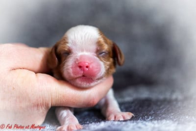 Les chiots de Cavalier King Charles Spaniel