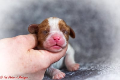Les chiots de Cavalier King Charles Spaniel