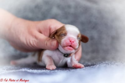 Les chiots de Cavalier King Charles Spaniel