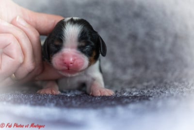 Les chiots de Cavalier King Charles Spaniel