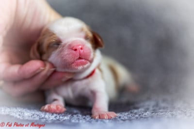 Les chiots de Cavalier King Charles Spaniel