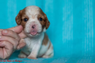 Les chiots de Cavalier King Charles Spaniel