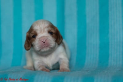 Les chiots de Cavalier King Charles Spaniel